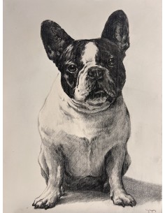 Roberto Yepes. (A Coruña, 1970). Bulldog Francés. Grafito tabla. 2